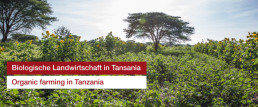 Organic farming in Tanzania